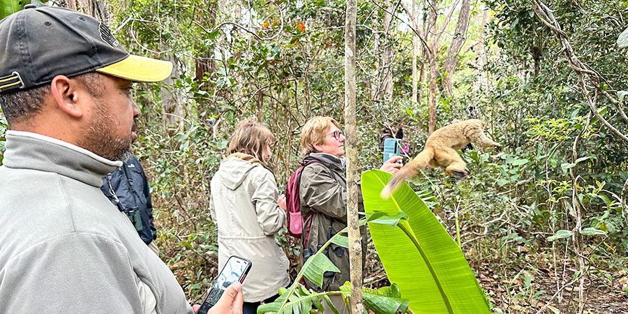 Lemur and Tourists