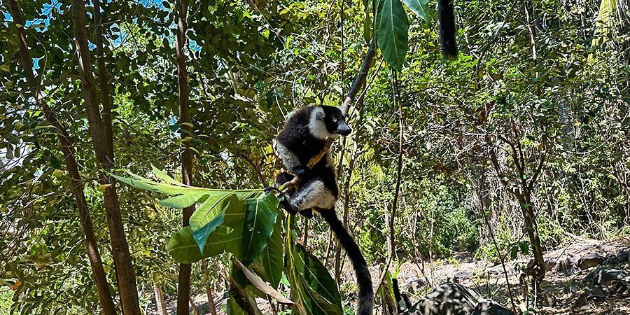 Lemur in Ankarana National Park