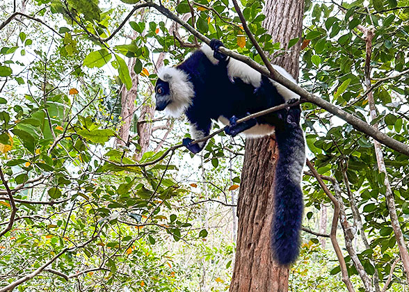 Active Lemur in Ranomafana National Park