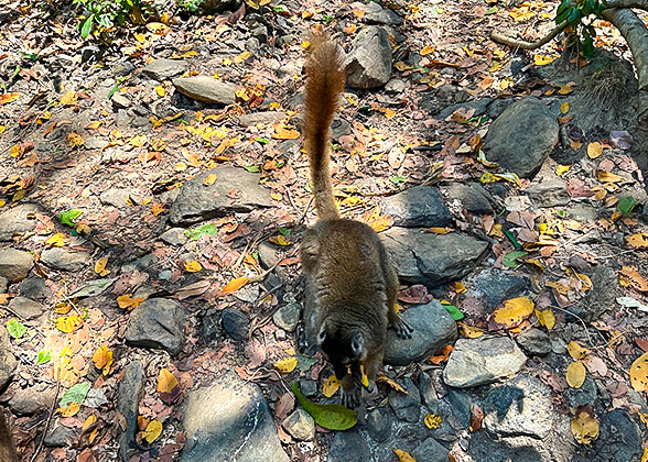 Cute Lemur of Mahajanga