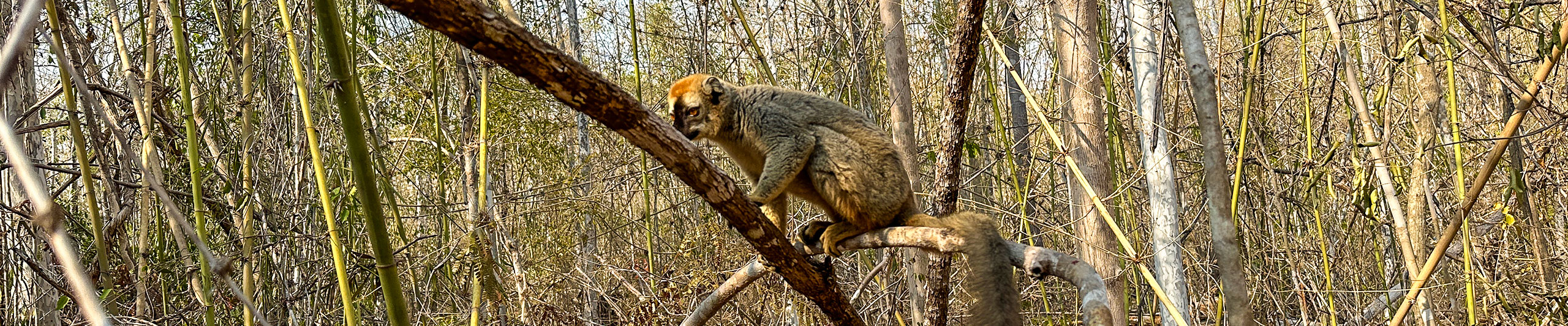 Lovely Lemur in Morondava