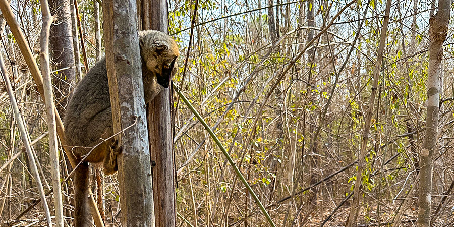 Cute Lemur in Toliara