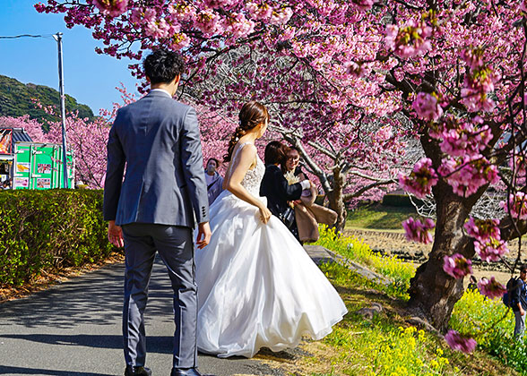 Cherry Blossom in Japan