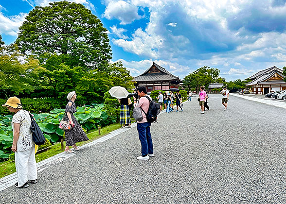 Admiring Lotus Flowers in Sankeien Garden