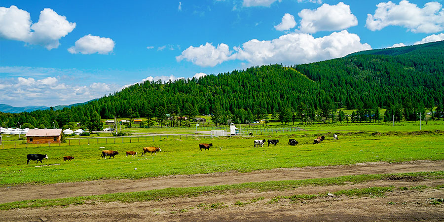 Luxuriant Terelj National Park in Summer