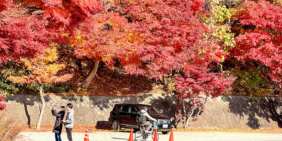 Colorful Leaves in Maizuru Park