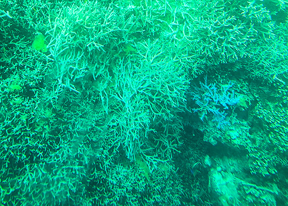 Malaysia Coral Reefs