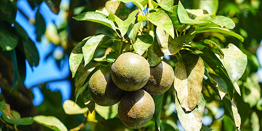 Malaysia Tropical Fruit