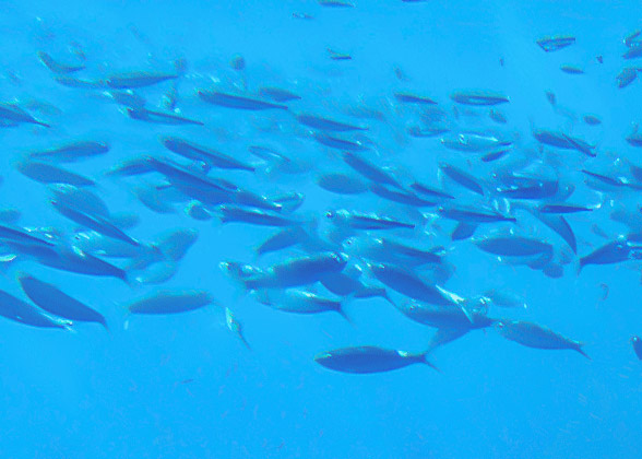 A School of Fish Underwater