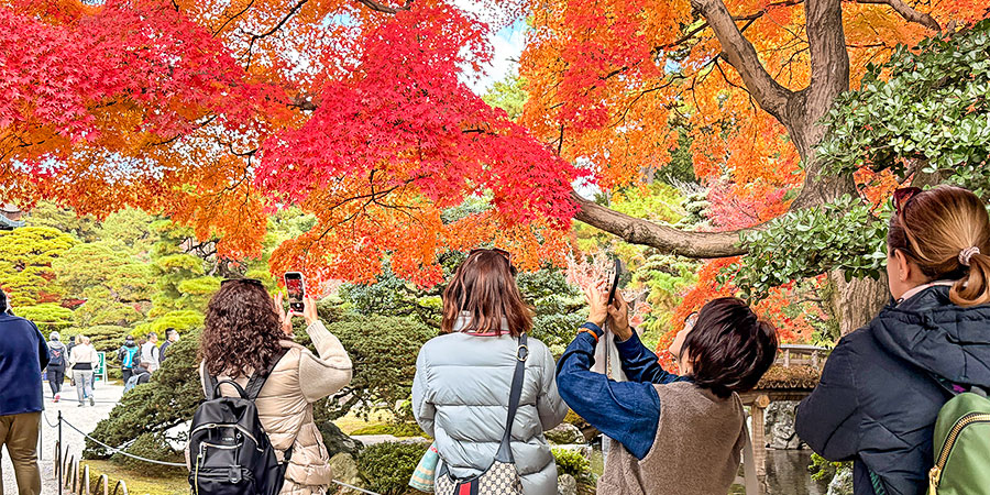 Beautiful Autumn Leaves in Suwa Shrine