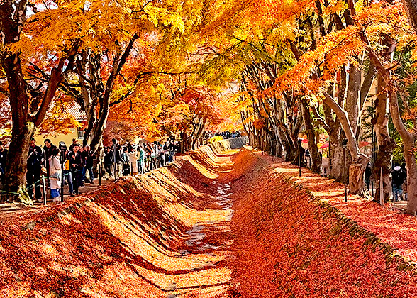 Autumn Maple in Japan