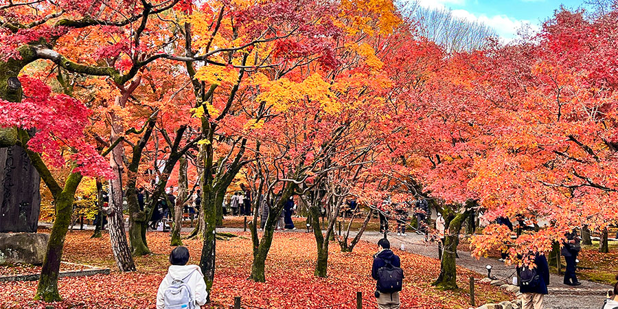 Maruyama Park in Autumn