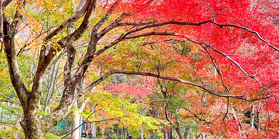 Maruyama Park in Autumn
