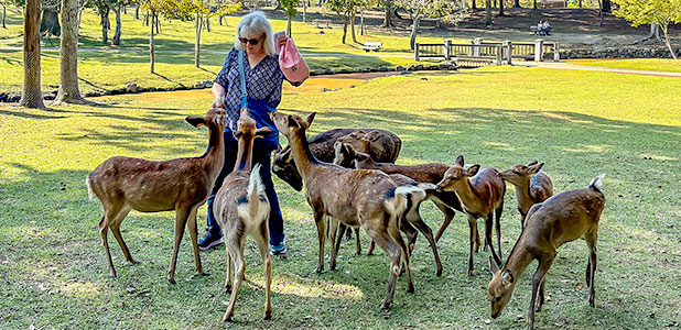 Meet Deers in the Nara Park
