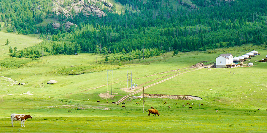 Mongolian Green Grassland in June