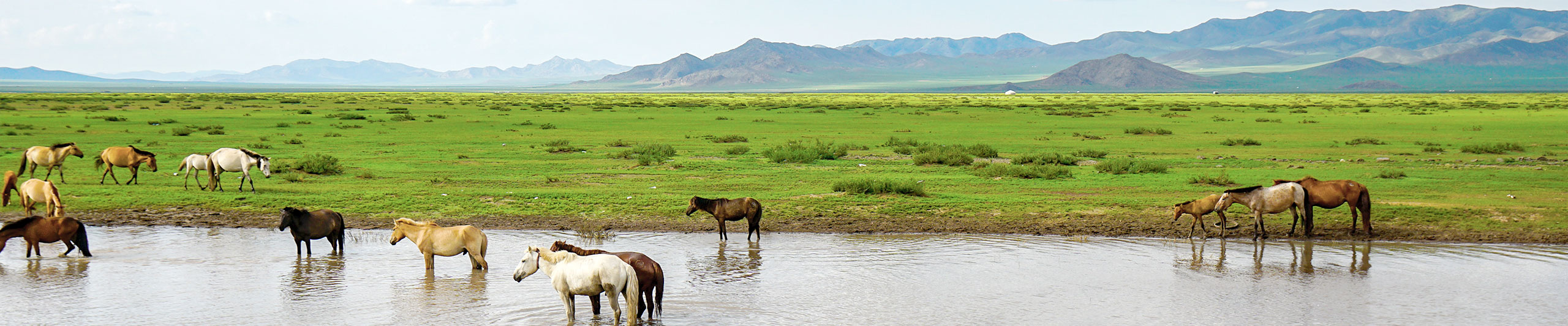 Grazing Horses on Grassland