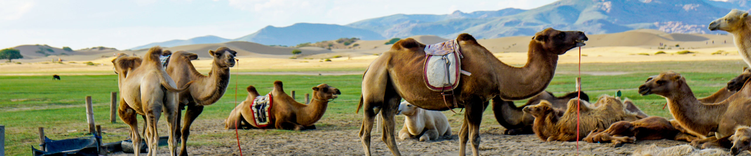 Camels on Grassland