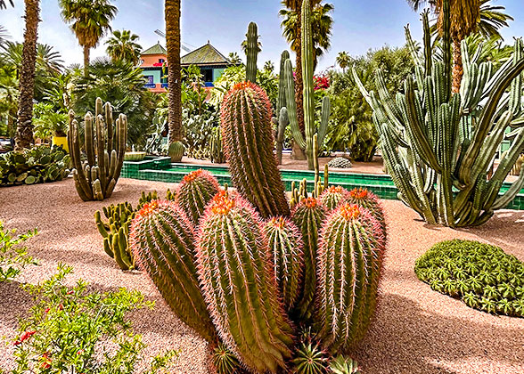 Majorelle Garden in Marrakech