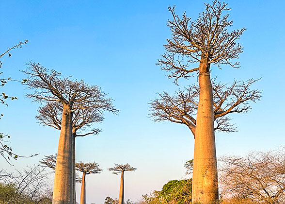 Baobabs on Sunny Day of Morombe