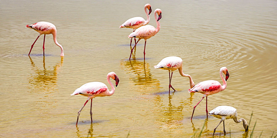 Flamingos in Morombe