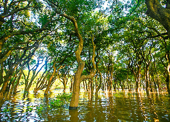 Mangrove Trees in Morombe