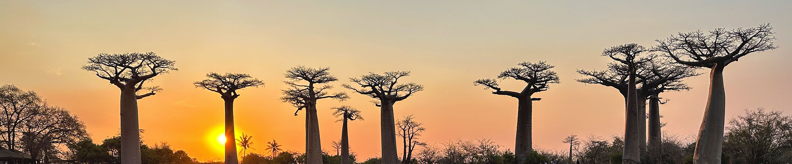 Avenue of the Baobabs