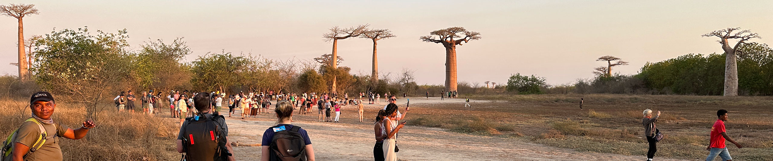 Avenue of the Baobabs