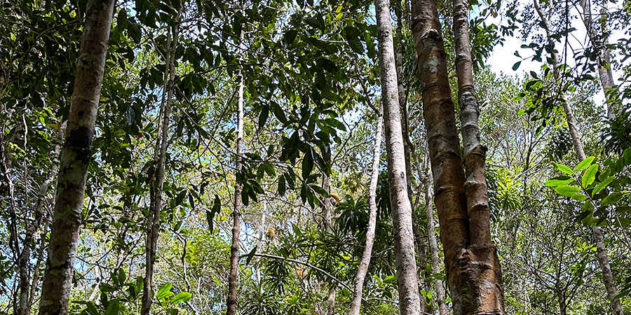 Lush Kirindy Mitea National Park in March