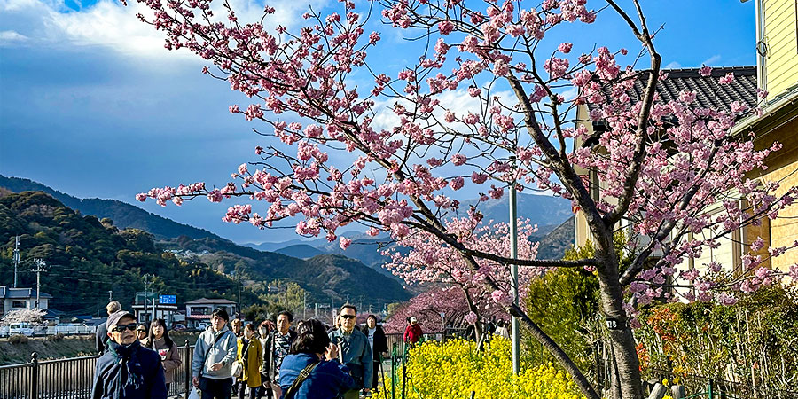 Cherry Blossom around Lake Kawaguchi in March