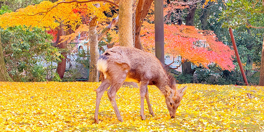 Mountain Misen in Autumn