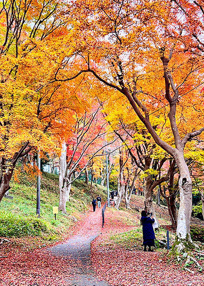 Colorful Autumn View