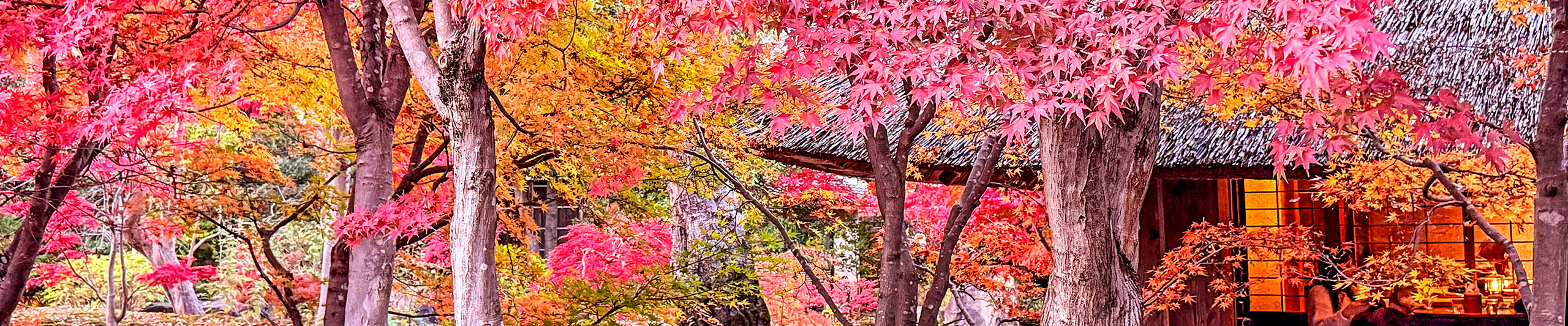 Nagano Fall Foliage View