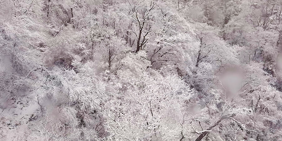 Snowy Forests in Hakuba