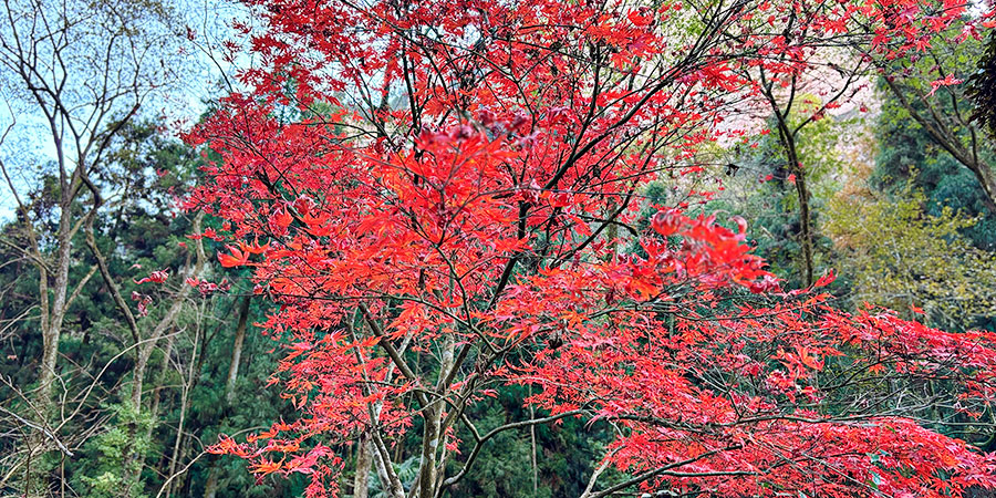 Red Leaves in Kamikochi