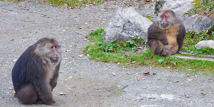 Snow Monkeys in Nagano