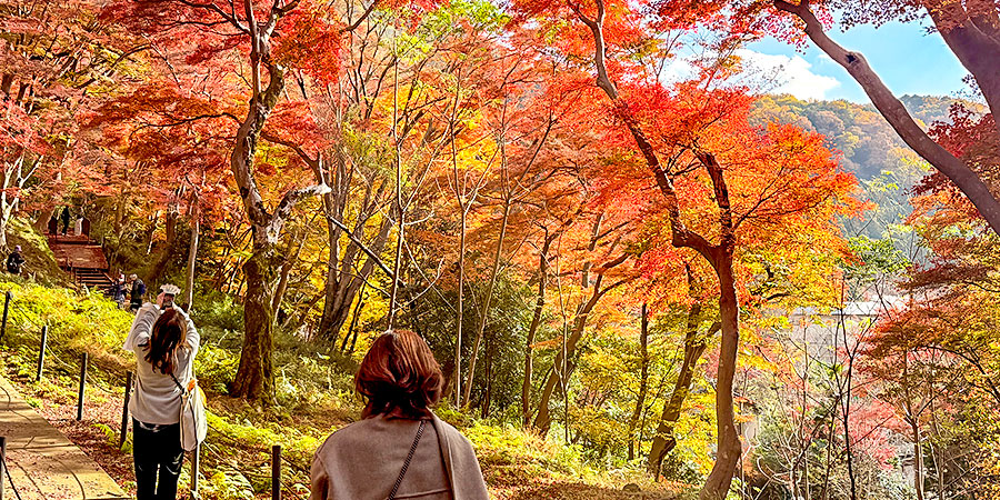 Peak Fall Foliage View in Nagano