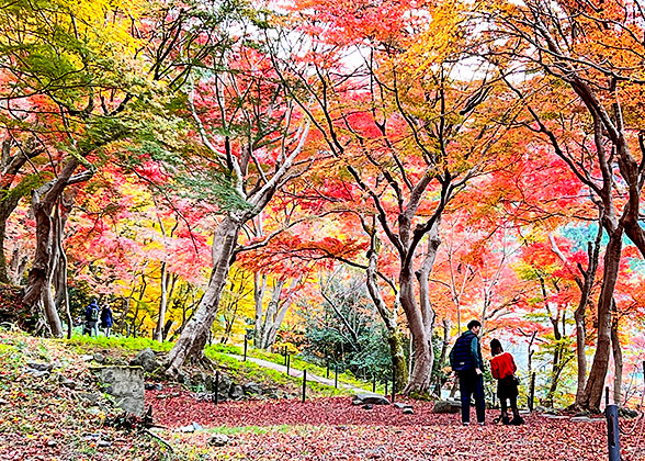 Nagano Red Leaves Season