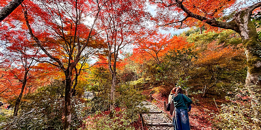Stunning Red Leaves View