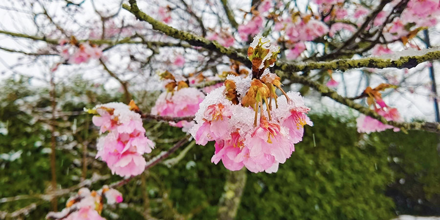 Cherry Blossoms in Snow, Nagano
