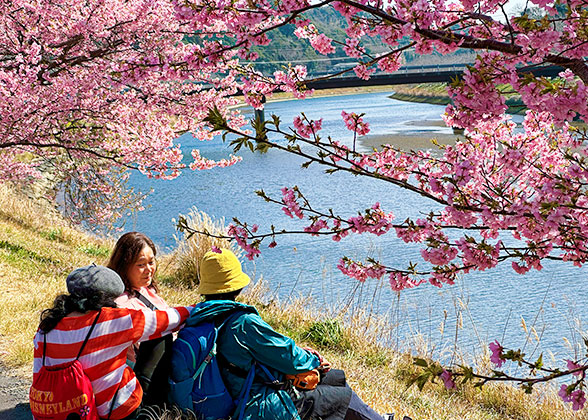 Enjoy the Cherry Blossoms in Nagano