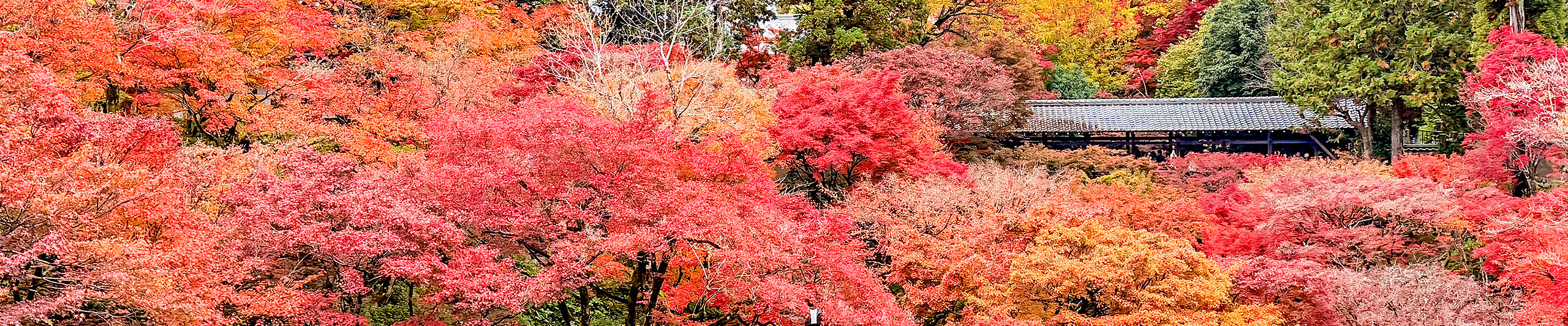 Nagasaki Autumn Foliage