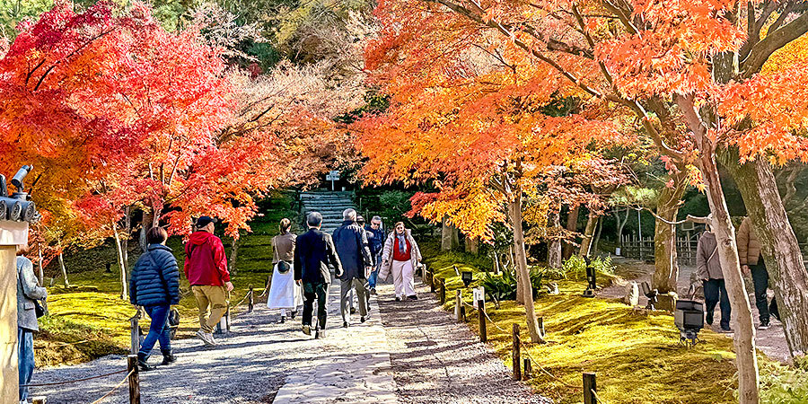 Red Maple Leaves in Early December