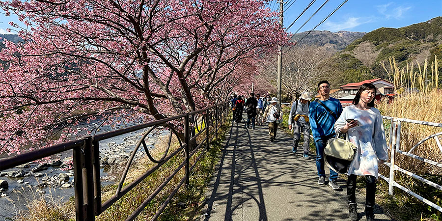Cherry Flowers of Nagasaki in Late March