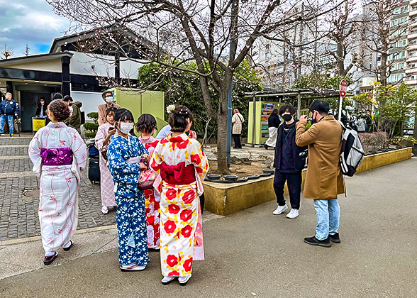 Tourists Enjoying Cherry Blossoms