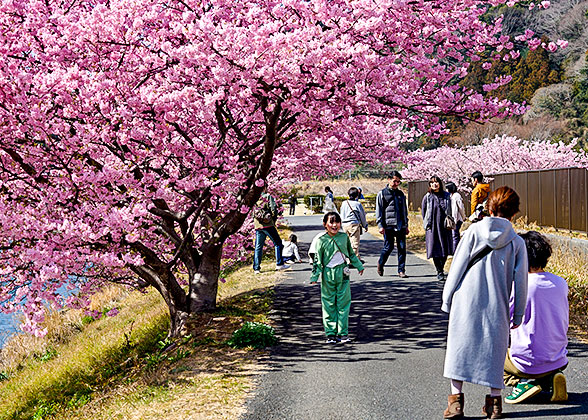 Cherry Blossoms in Nagoya