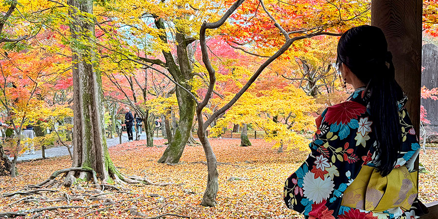 Amazing Fall Foliage View