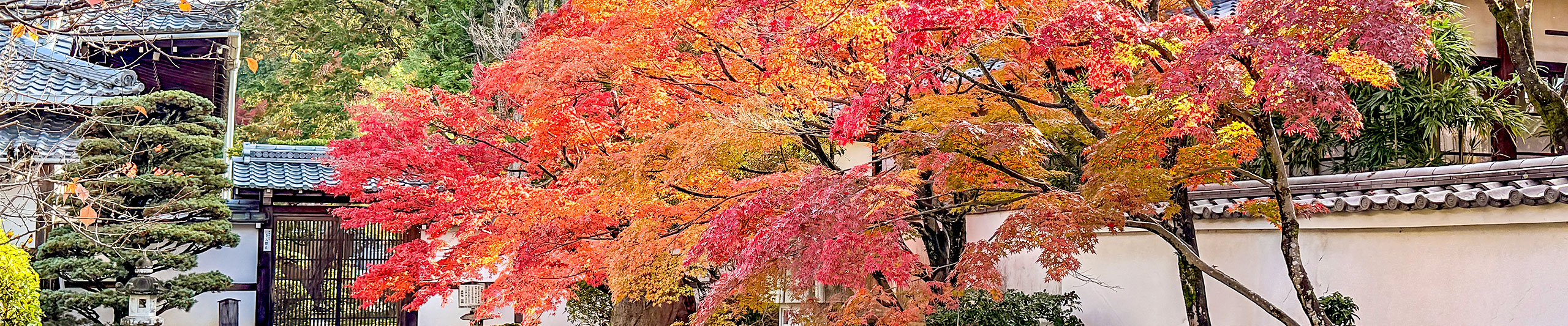 Nagoya November Leaves