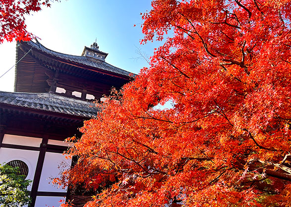 Lovely Fall Foliage View