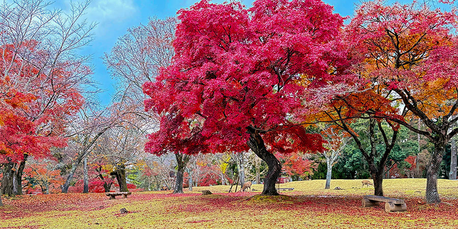 Red Leaves in Nara