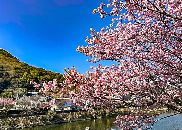 Cherry Blossoms in Nara